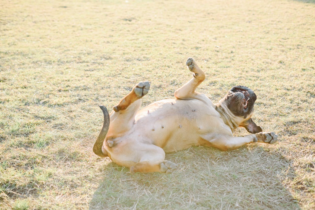 A Bullmastiff playfully rolls on its back in a sunlit grassy field, full of joy and energy.