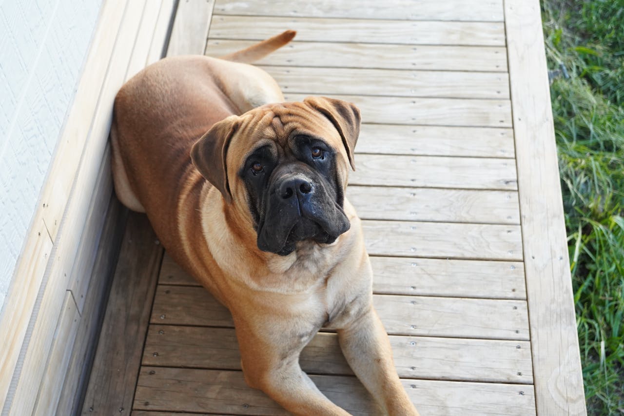 A bullmastiff dog lying on a wooden porch, gazing upward in a peaceful outdoor setting.